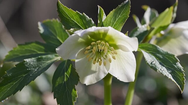 Close-Up of a White Hellebore Flower With Green Center and Water Droplets on Leaves