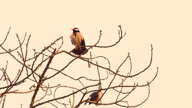 Two Small Birds Perched on Bare Tree Branches Against Soft Minimal Background