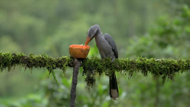 Video of Malabar horn bill perches on mossy branch and eating fruits. Nature's quiet moment captured in green. Ideal for wildlife or forest-themed projects. Birds of the forest, calm and observant
