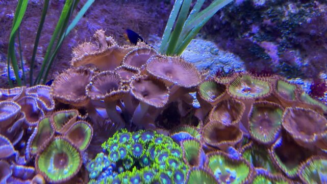 Pygmy Cherub Angelfish (Centropyge argi) swimming in a thriving, colorful, and healthy coral reef fish tank.