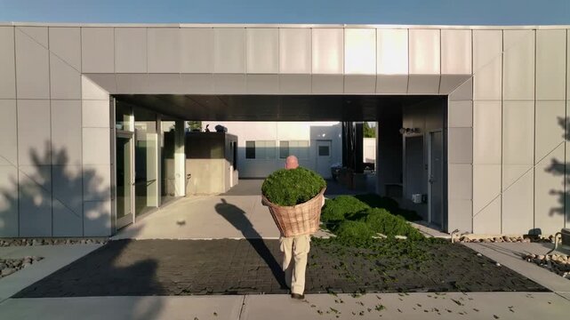 A lone man strolls along a contemporary building's path, laden with a colossal basket of fresh green cuttings