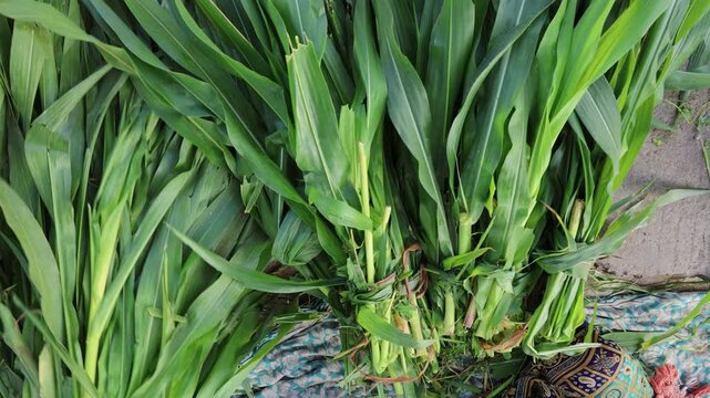 pile of freshly cut green fodder grass for dairy cattle feeding
