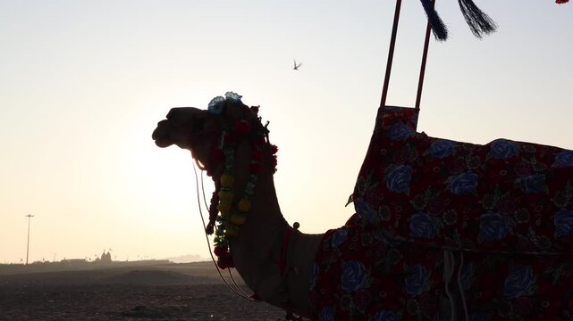camel safari silhouette with sunburst at beach during golden hour
