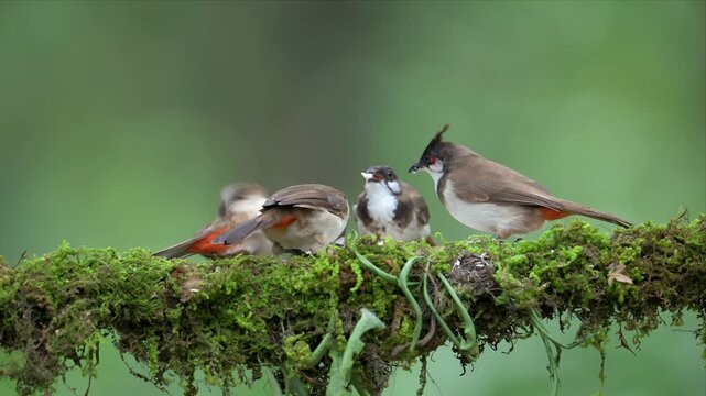 Video of Red-whiskered bulbul perch on a mossy branch and eating food. Soft green blur frames the natural scene. Mossy branch adds texture and depth. Ideal for nature, wildlife