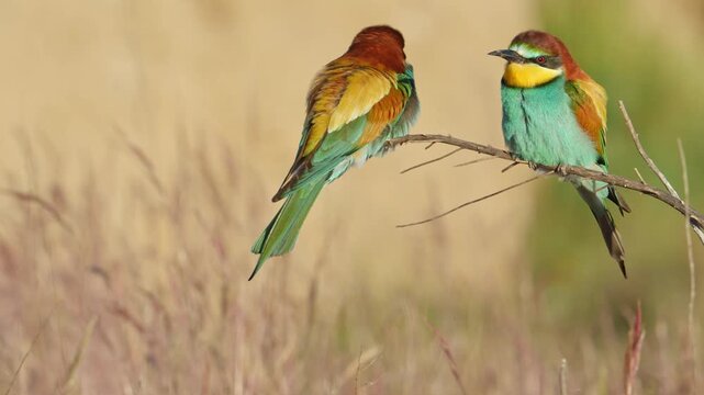 A pair of bee-eaters basking in the sunrise on a sunny spring morning, in Spain, in a mediterranean forest.
