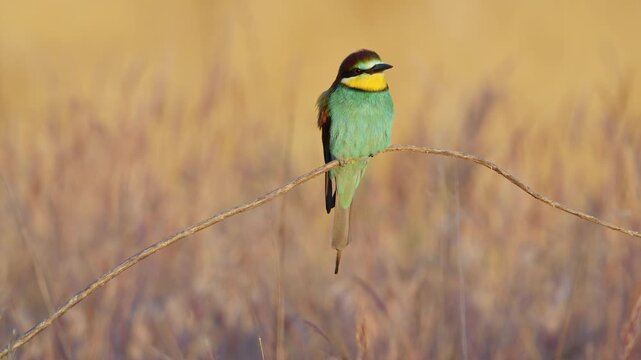 A bee-eater basking in the sunrise on a sunny spring morning, in Spain, in a mediterranean forest.
