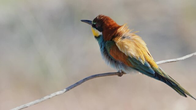 A bee-eater full wing stretch, on a sunny spring morning, in Spain, in a mediterranean forest.