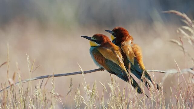 A pair of bee-eater basking in the sunrise on a sunny spring morning, in Spain, in a mediterranean forest.