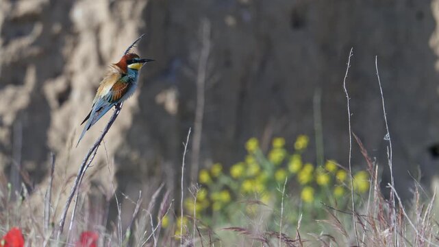 A bee-eater basking in the sunrise, and another alighting on a branch, on a sunny spring morning, in Spain, in a mediterranean forest.
