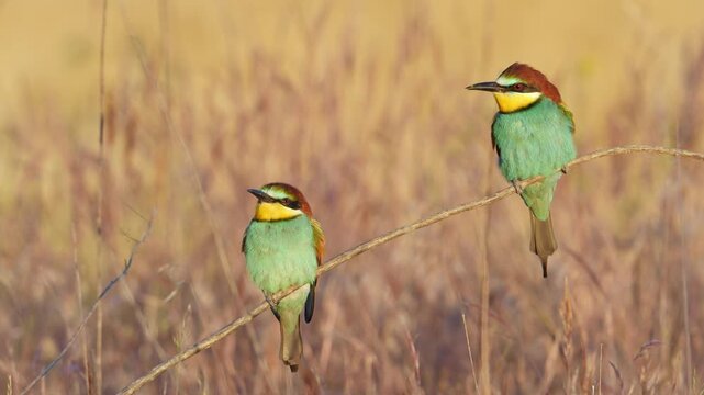 A bee-eater basking in the sunrise on a sunny spring morning, in Spain, in a mediterranean forest.