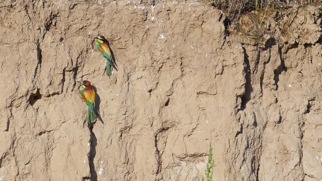 A pair of bee-eaters scouting for a nesting site, on a sunny spring morning, in Spain, in a mediterranean forest.