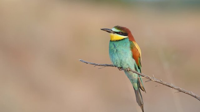 A bee-eater on a perch, scanning its surroundings, during spring, the peak of the breeding season, in Spain, in a mediterranean forest.