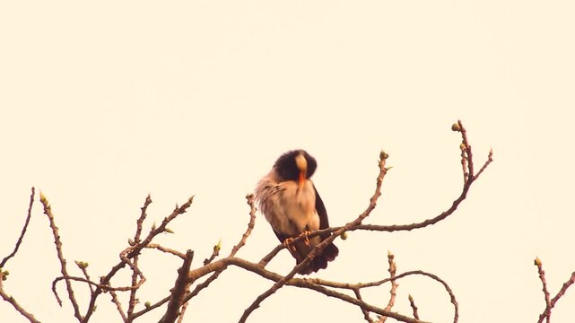 Small bird perched on a leafless branch against a pale sky
