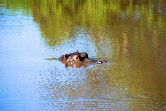 Close-up side view of a Hippopotamus head partly submerged in a river, South Africa