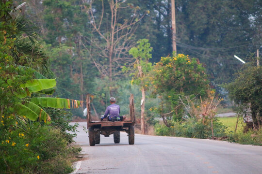 horse carriage in the forest