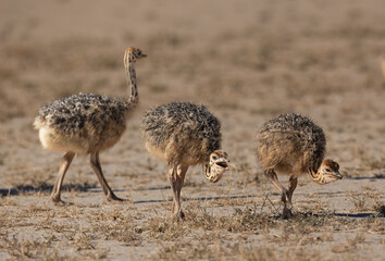 Very young South African Ostrich chicks (Volstruis) (Struthio camelus australis), in the Kgalagadi Transfrontier Park near Twee Rivieren, South Africa, Botswana © Boshoff