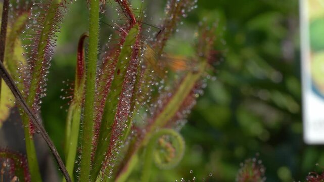 Crane Fly Trapped By Drosera Plant - Sundews With Prey. - closeup shot