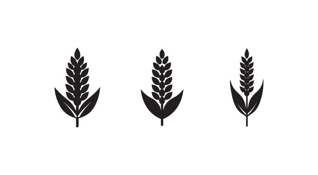 Three black wheat or barley ears with leaves on white background  agricultural symbols