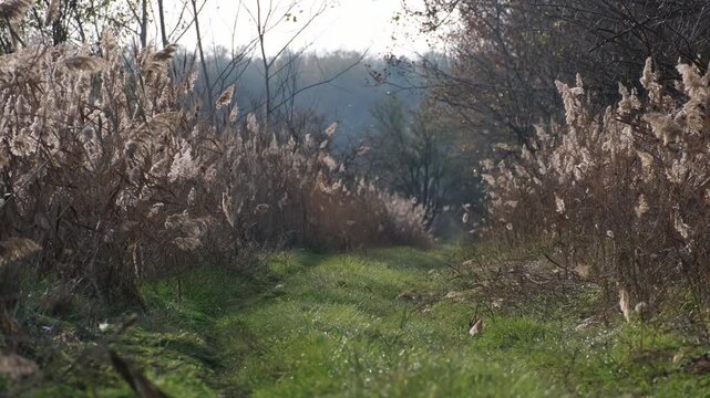 Tiny midges flying above a wetland area full off reeds. Swarming insects in backlight. Mosquitoes dancing in the sunlight near Farmos, Hungary. Rural autumn landscape of the Great Hungarian Plain.