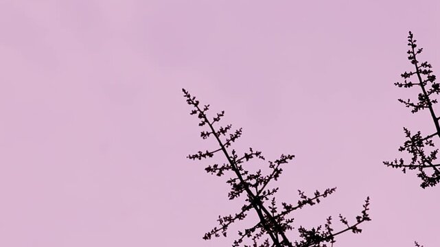 Silhouette of thin tree branches reaching toward a soft pink sky