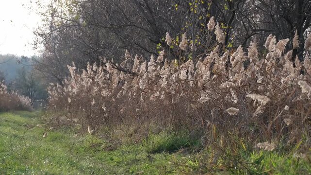 Tiny midges flying above a wetland area full off reeds. Swarming insects in backlight. Mosquitoes dancing in the sunlight near Farmos, Hungary. Rural autumn landscape of the Great Hungarian Plain.
