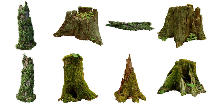 A photograph of weathered tree stumps and moss-covered wood pieces showcasing natural textures.