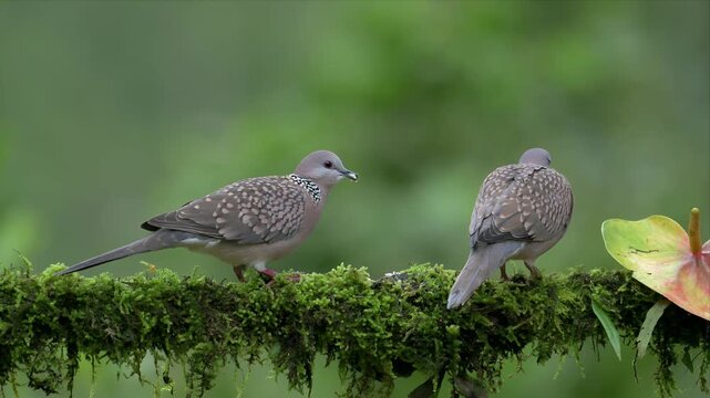 Two spotted doves perch on mossy branch and eating food. Soft green background frames the quiet moment. Moss clings thickly to the branch they rest upon. One dove turns its head, watching surroundings
