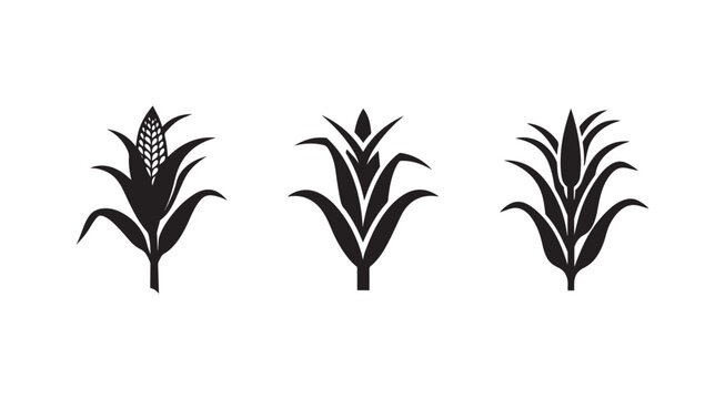 Black corn plant silhouettes with leaves and ears on white background for agriculture and botany design