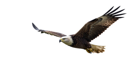 Fototapeta premium Majestic bald eagle soars through the sky with wings spread wide, a symbol of freedom and power