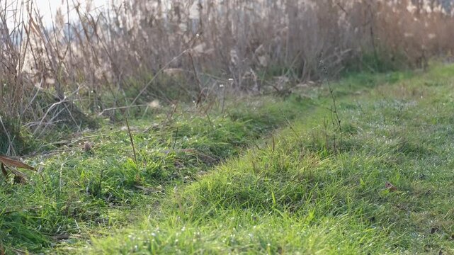 Tiny midges flying up and down above green grass in autumn backlight. Many little mosquitoes dancing in the sunlight on the Great Hungarian Plain near Farmos, Hungary. Swarming insects.