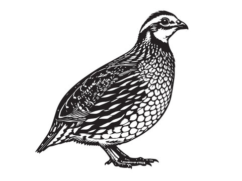 Illustration of a quail bird standing, detailed feathers, black and white sketch, farm animal, Game Bird
