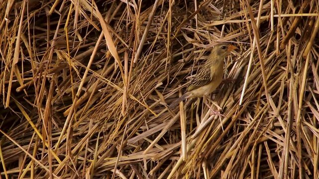 Small sparrow bird foraging and searching for food on a pile of dry paddy straw in a rural farm environment