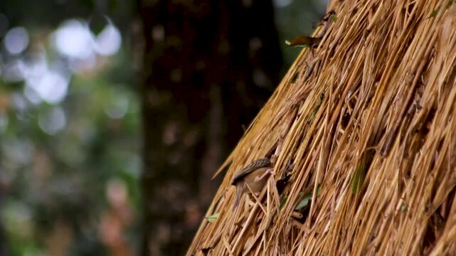 Small grasshopper perched on dry paddy straw near a tree trunk in a rural farm garden environment