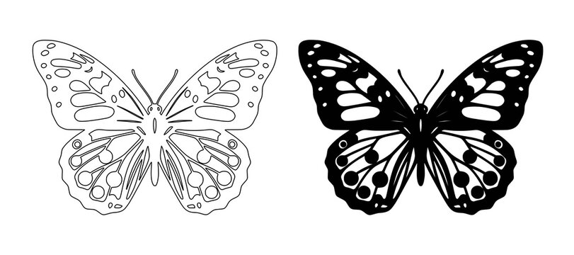 butterfly isolated on white background