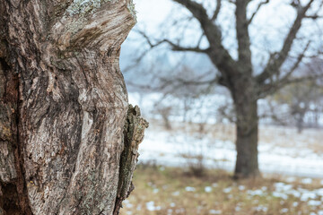 Fototapeta premium bark of a tree with other trees in background