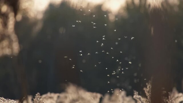 Tiny midges flying up and down above the reeds in autumn backlight. Many little mosquitoes dancing in the sunlight on the Great Hungarian Plain near Farmos, Hungary. Slow motion of  swarming insects.