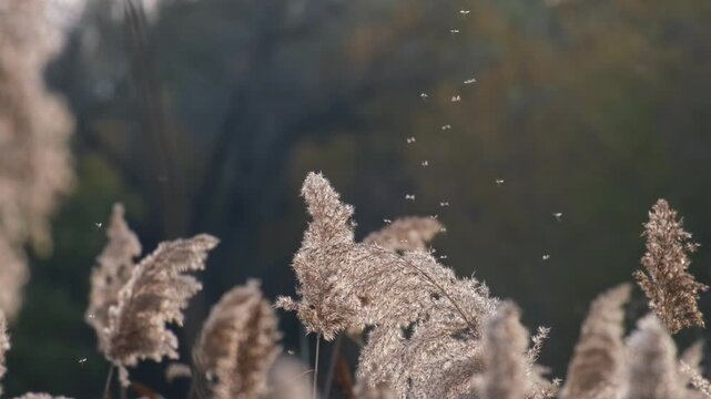 Tiny midges flying up and down above the reeds in autumn backlight. Many little mosquitoes dancing in the sunlight on the Great Hungarian Plain near Farmos, Hungary. Slow motion of  swarming insects.