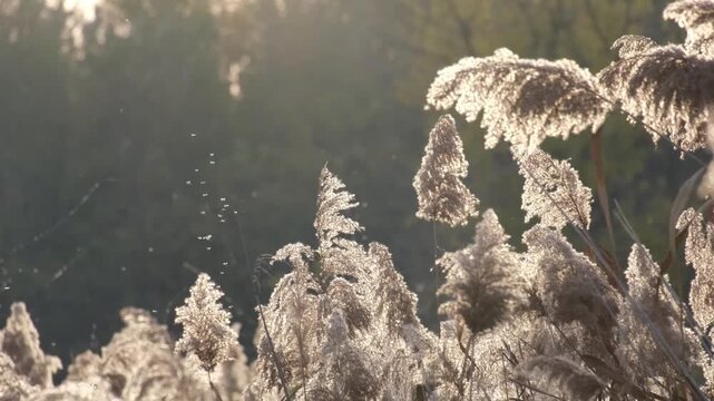 Tiny midges flying up and down above the reeds in autumn backlight. Many little mosquitoes dancing in the sunlight on the Great Hungarian Plain near Farmos, Hungary. Slow motion of swarming insects.