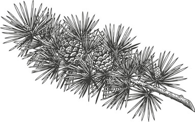 Fototapeta premium Black and white illustration of a pine branch with pine cones and long needles