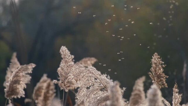 Tiny midges flying up and down above the reeds in autumn backlight. Many little mosquitoes dancing in the sunlight on the Great Hungarian Plain near Farmos, Hungary. Slow motion of swarming insects.