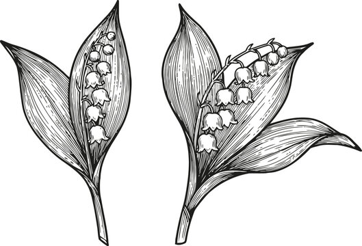 massachusetts wildflower seeds Massachusetts Wildflower Seed Mix
