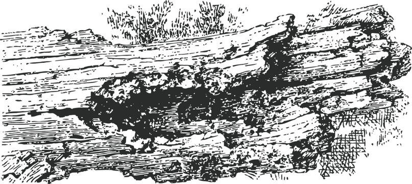 Old fallen tree log with textured bark detailed vintage engraving illustration