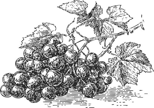 Cluster of grapes with vine leaves vintage engraved fruit illustration