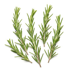 Obraz premium Fresh green rosemary sprigs arranged for culinary use in cooking and food preparation recipes illustration