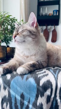 Rare Ojos Azules ginger tabby cat relaxing in a boho kitchen. Light colored cat on a blue patterned blanket in a bright bohemian interior with houseplants and sunlit morning atmosphere.