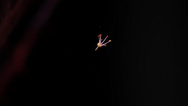 A silk cotton tree flower stamen falling against a dark background