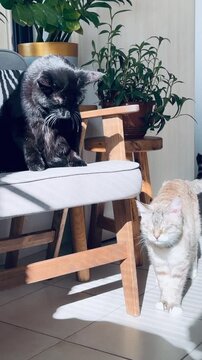 Huge black cat hissing at a rare Ojos Azules ginger cat in a boho kitchen. Aggressive feline behavior, two cats conflict, domestic pet lifestyle in a bright sunlit interior with plants.