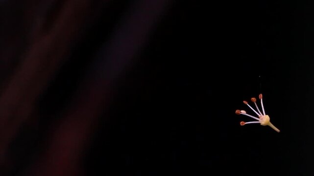 Close up of a silk cotton tree flower stamen falling on a black background