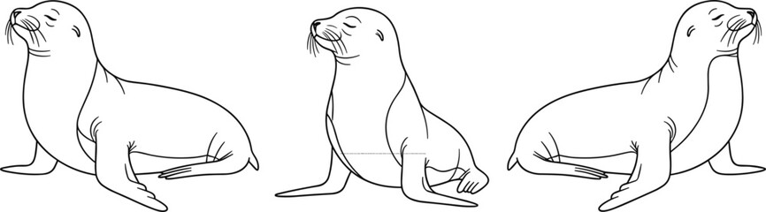 Hand Drawn Sea Lion Outline Set with Three Poses Minimal Line Art Marine Mammal Illustration Isolated on Clean Background © Romana