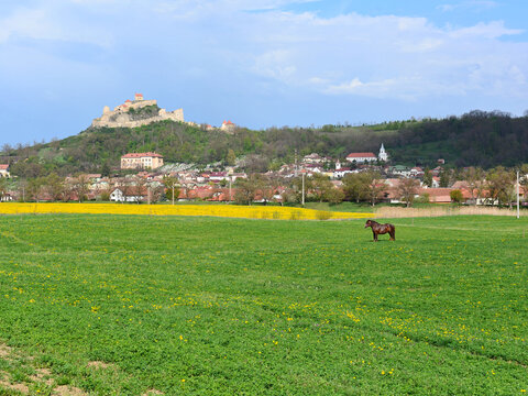 The first sunny days of spring, a lone horse in the colourful meadows of Rupea, Transylvania.